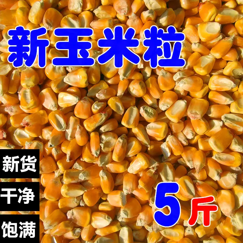 新产玉米鸽粮A级营养赛飞饲料鸟食信鸽观赏鸽肉鸽粮鸽子食5斤包邮