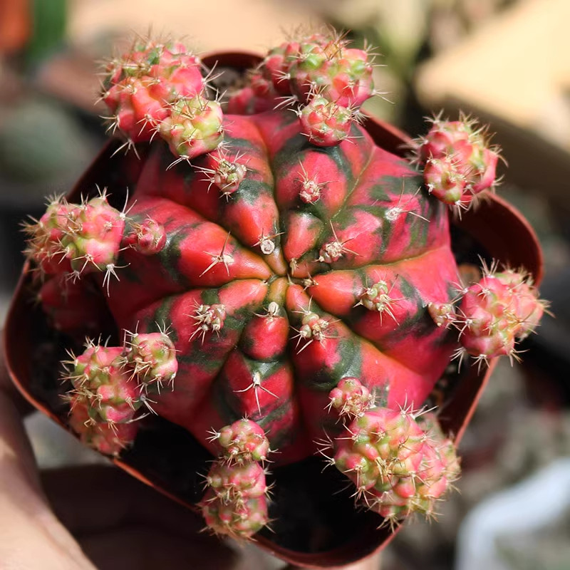 光辉牡丹仙人球稀有五彩锦开花大颗仙人掌多肉植物室内防辐射盆栽