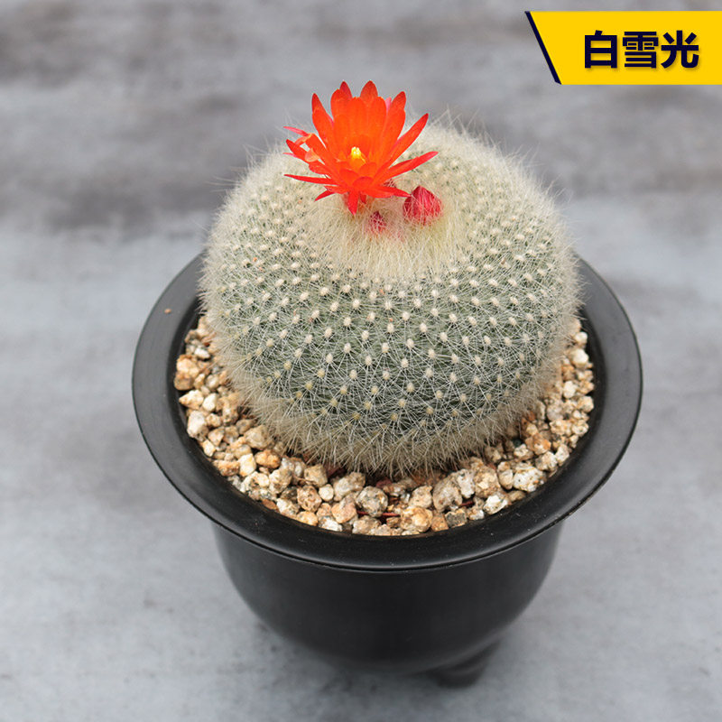 白雪光仙人球 实生稀有橙花白刺白毛仙人掌多肉桌面防辐射小盆栽