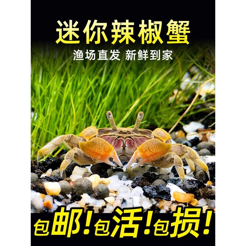迷你蟹辣椒蟹观赏蟹可与灯科鱼孔雀鱼虾斑马鱼混养吃涡虫除藻活体