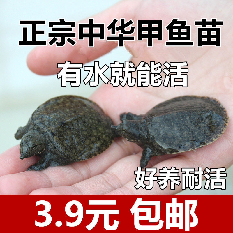 正宗外塘小甲鱼苗黄色中华鳖苗观赏食用水鱼团鱼王八龙鱼活体饲料