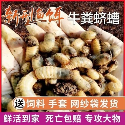 蛴螬老母虫大白虫高蛋白新型鱼饵活饵野钓万能野钓垂钓活体昆虫