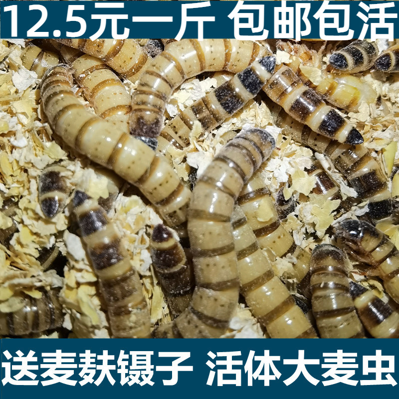 大麦虫包邮活虫鲜活面包虫黄粉虫金龙鱼饲料活体八哥画眉鸟食虫子
