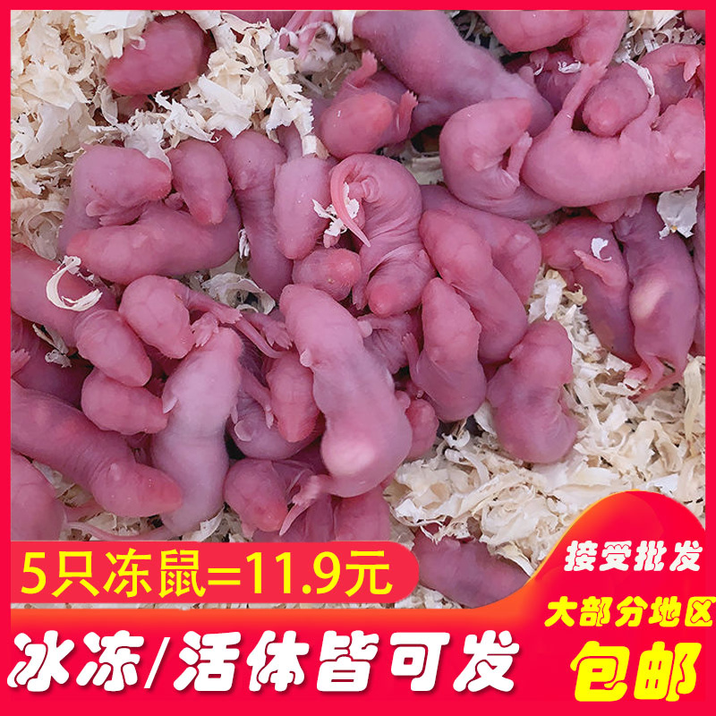 实验无菌小白鼠乳鼠红皮乳鼠喂猫玉米饲料繁殖组新鲜速冻活饵包装