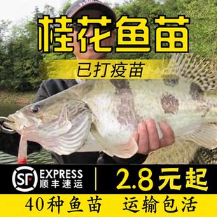 桂花鱼苗季花鱼苗肉食性路亚鱼苗鳜鱼苗翘嘴鳜鱼苗桂鱼苗淡水养殖