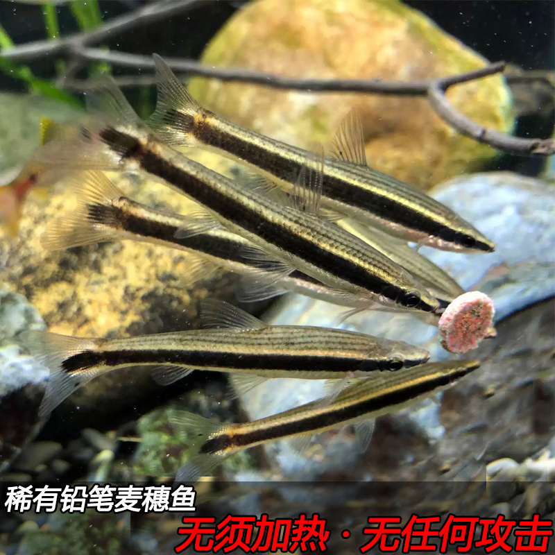 铅笔麦穗鱼 长麦穗 稀有原生冷水鱼 淡水广温鱼墨笔鱼活体溪流鱼