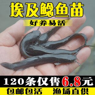 埃及塘鲺胡子鱼苗耐活淡水养殖食用冷水鱼本地塘角鱼苗八须鲶鱼苗