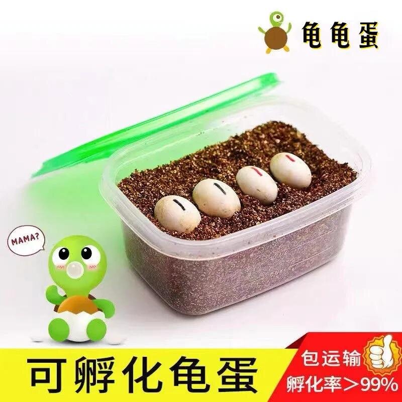 乌龟孵化蛋草龟花龟巴西龟蛋可孵化学生小宠物受精蛋儿童百科实验