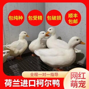 网红宠物鸭柯尔鸭蛋受精蛋可孵化可达鸭活体幼崽鸭雏鸭苗明星同款