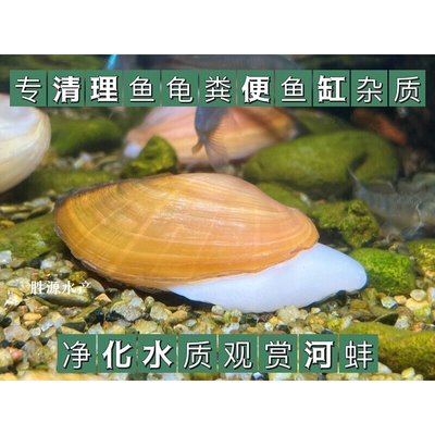 淡水黄金小河蚌除绿水旁皮鱼鰟鮍鱼繁殖专吃鱼屎粪净水观赏活物