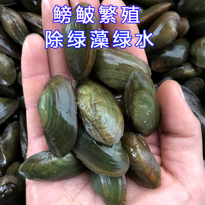 杜氏珠蚌圆顶珠蚌小河蚌原生活体宠物淡水冷水鳑鲏旁皮繁殖除藻