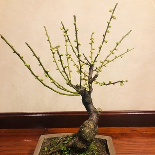 腊花梅阳树盆栽梅花OOK盆景红梅耐寒老桩浓香型花卉植物室内台花