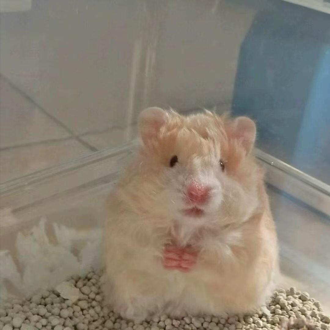 家养波利藤盒发长毛熊金丝熊直卷公母随机波利活宠仓鼠幼崽可爱