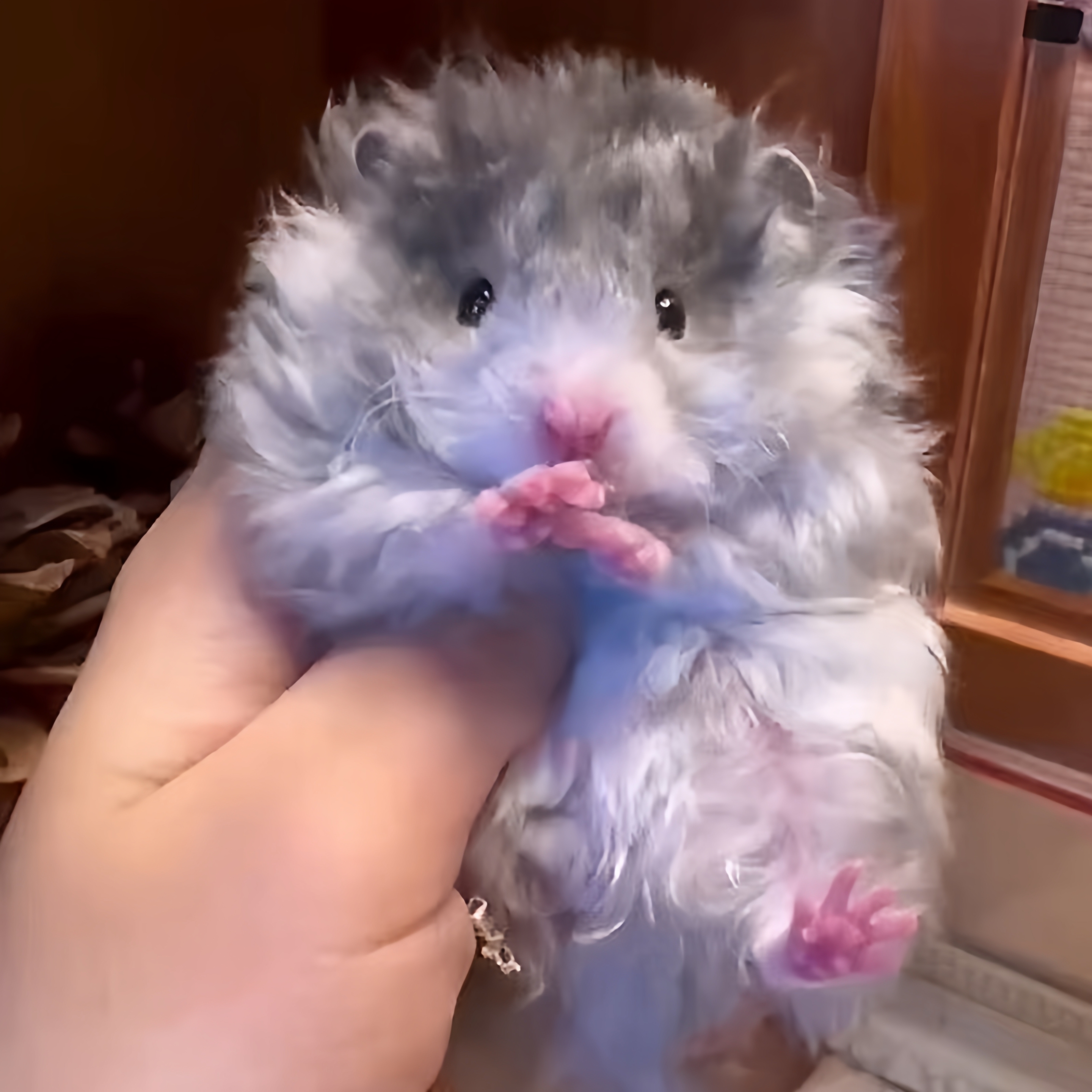 精品繁育自家家养波利稀有长毛熊金丝熊随机波利活宠仓鼠波利鼠