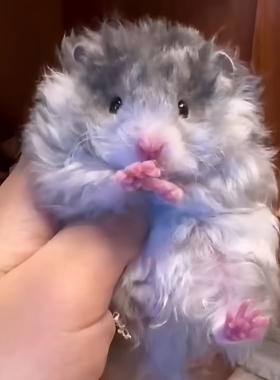 精品繁育自家家养波利稀有长毛熊金丝熊随机波利活宠仓鼠波利鼠