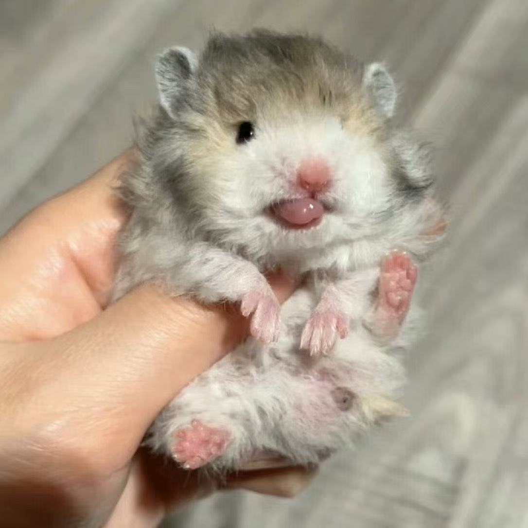 【家宠】卷毛波利黄黑波利火波利蜜波利鸽灰金丝熊肉桂长卷毛仓鼠