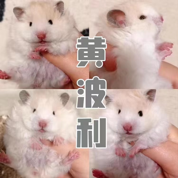 自家繁育波利熊金丝熊长毛肉桂波利黑波利蜜波利巧波利火波利包活