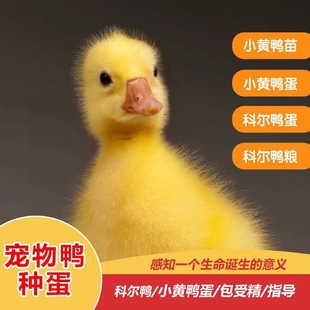 小黄鸭网红小黄鸭幼宠儿童玩伴活体好养活包活到家 柯尔鸭宠物活