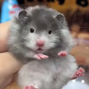 家养直毛卷毛金丝熊黑波利密波利大体标体幼崽仓鼠长毛熊波利包邮