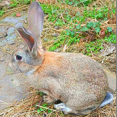 一对包邮兔活物1只兔苗大型肉兔繁殖食用种兔幼家养比利时兔子活