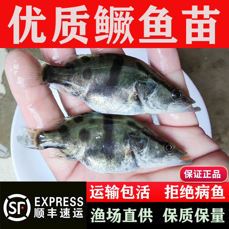 桂花鱼苗翘嘴白鳜鱼鱼苗淡水养殖食用鲑鱼季花桂鱼鲜活鱼苗观赏鱼