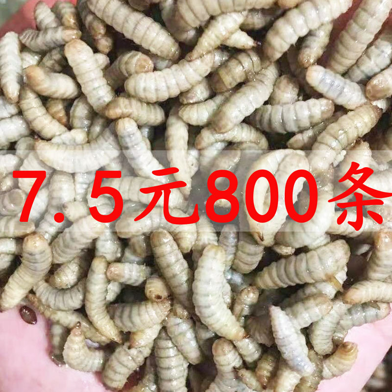 黑水虻活饵活体幼虫鱼饵翘嘴钓鱼活饵/谷麦饵等饵料