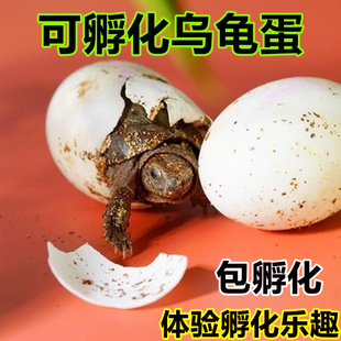 乌龟蛋可孵化乌龟蛋套装 受精龟蛋鳄龟火焰剃刀龟儿童小宠物龟活物