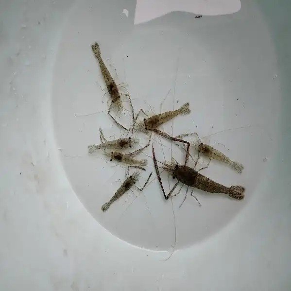 斗虾除藻虾冷水耐低温耐寒吃丝藻观賞虾中华长臂虾除蜗虫虾河虾