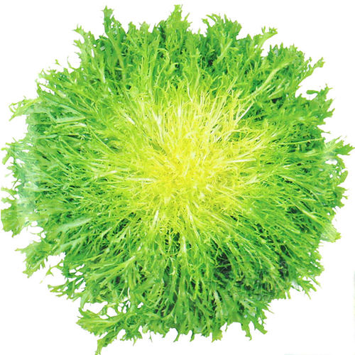 黄心苦菊种子籽苗苣菜生四