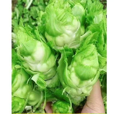 正宗四川儿菜种子早熟抱子芥娃娃菜胖儿子菜冬秋季盆栽庭院蔬菜子