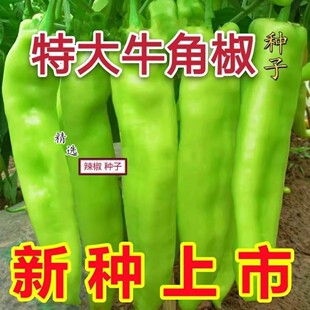 新种特大牛角椒种子大果羊角青椒尖椒辣椒高产微辣不辣春四季种