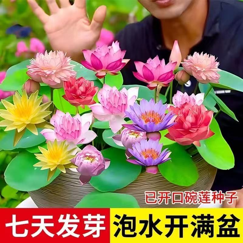 七彩碗莲水培植物荷花盆栽已开口泗季开花阳台庭院睡莲四季绿植