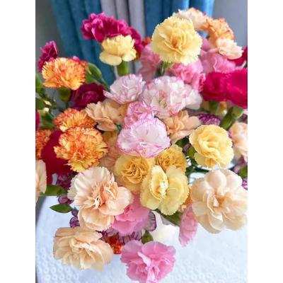 康乃馨种子重瓣播种阳台庭院驱蚊香草籽花卉盆栽花苗花种子籽