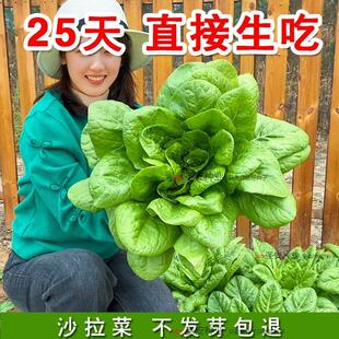 沙拉菜种子汉斯沙拉菜种籽耐高温夏季秋播种阳台盆栽农家蔬菜种子