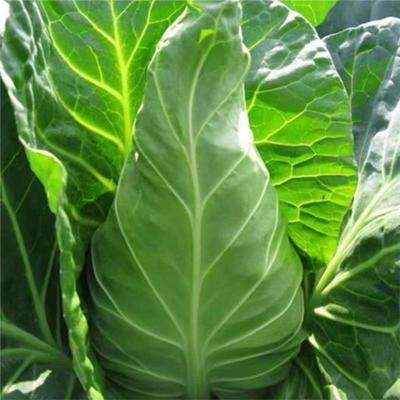 【新种上市】特大牛心甘蓝