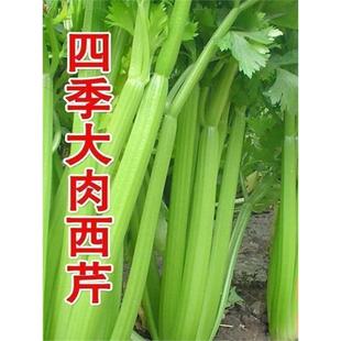 四季大肉西芹种子肉厚脆爽洋芹菜种子春秋播高产阳台大棚蔬菜种籽