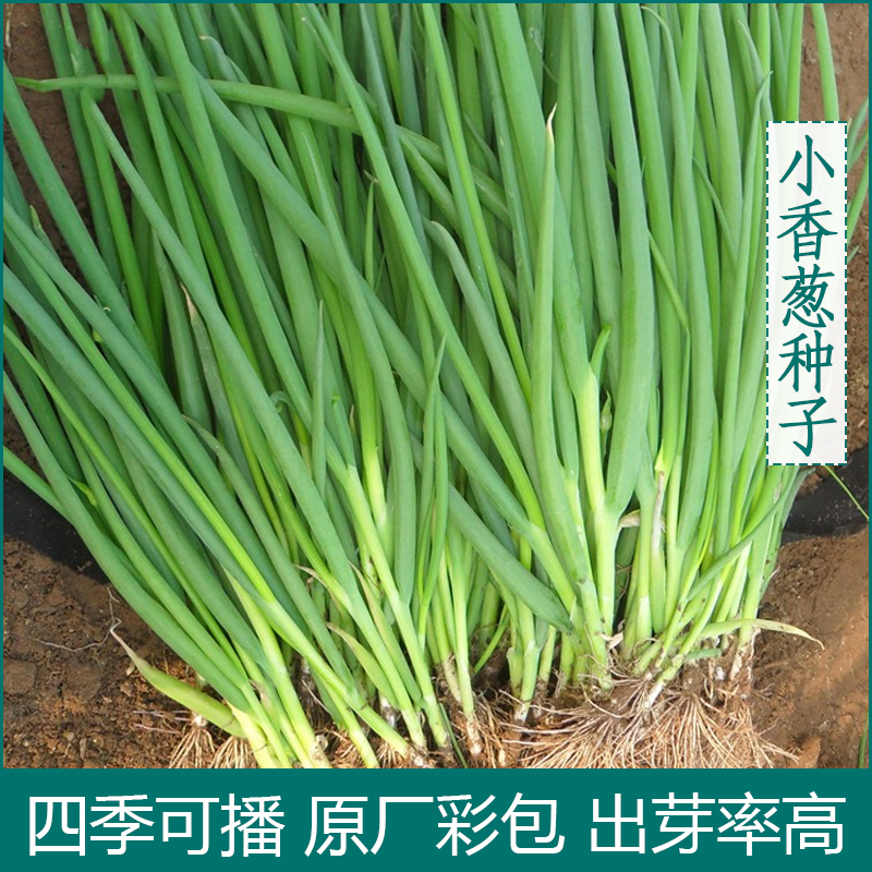 抢20包四季小香葱种子庭院