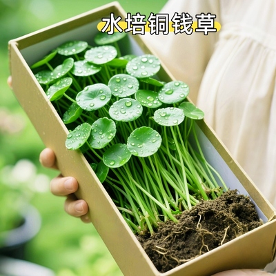 铜钱草草籽大叶子水养种籽四季播种水培植物花卉盆栽室内常绿种子