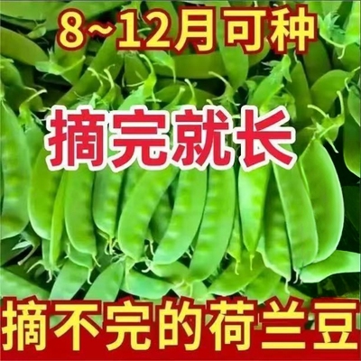 大荚脆甜荷兰豆种子豌豆苗软荚菜豆豌豆豆角种子四季播种农家蔬菜
