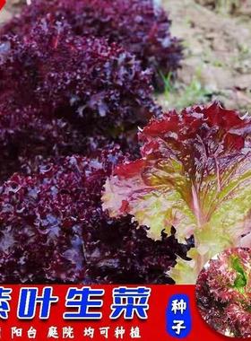 紫色生菜红叶紫叶生菜不招虫耐热四季奶油紫色蔬菜青菜沙拉菜
