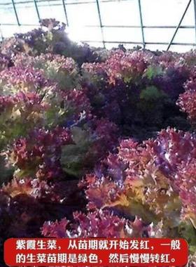 紫色生菜红叶紫叶生菜青菜沙拉菜不招虫耐热四季奶油紫色蔬菜