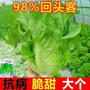 意大利生菜种子耐抽苔种籽阳台专用四季播蔬菜可生吃生菜种籽