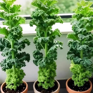 羽衣甘蓝种子可食用孢子甘蓝种籽苗蔬菜种孑大全阳台四季种植盆栽