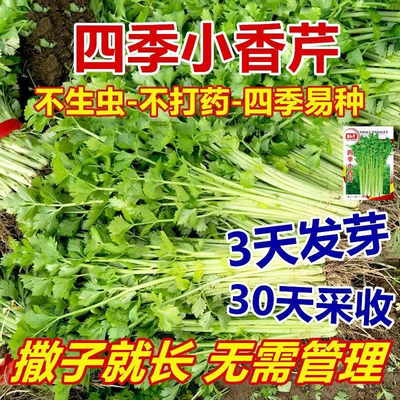 四季小香芹种子清菜籽春秋
