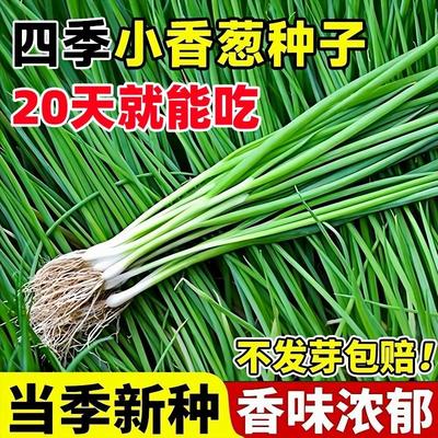 四季小香葱种子红根头籽分