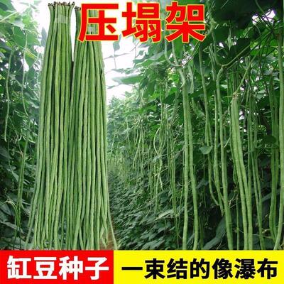高产901豇豆早熟无筋春秋