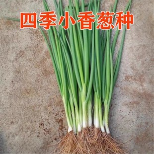 种花种草不如种上这个小香葱,葱香浓郁,四季可种盆栽小香葱种子