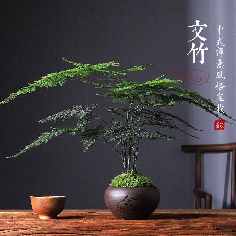 文竹盆栽净化空气茶桌四季