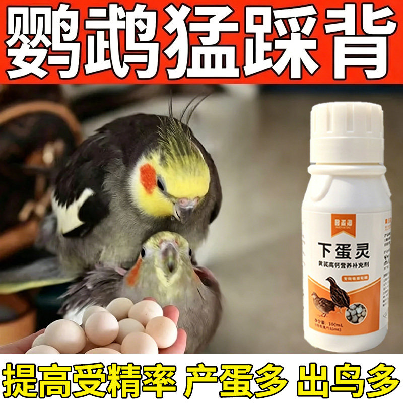鹦鹉下蛋踩背下蛋虎皮金刚牡丹鹦鹉繁殖期催蛋产蛋玄凤促发情交配图片