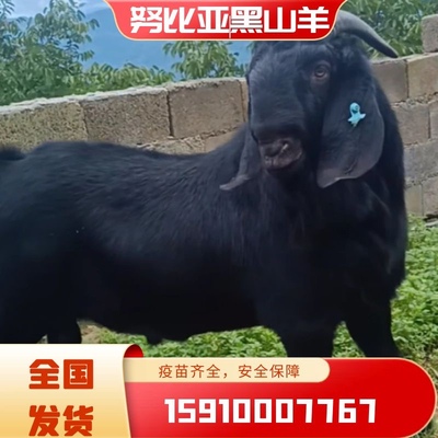 黑山羊苗努比亚小山羊苗成年母羊种公羊波尔山羊养殖技术资料